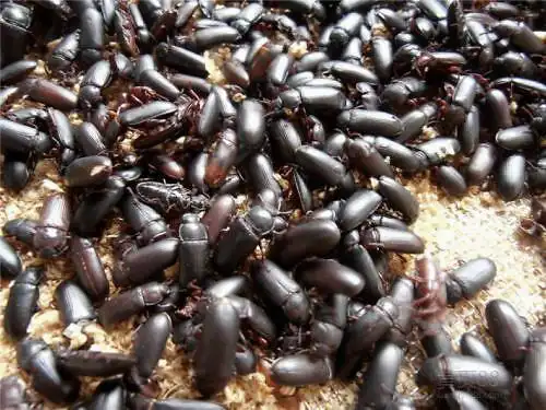 黄粉虫养殖技术黄粉虫在成虫期的管理方法和技巧