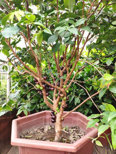 嘉宝果树树苗葡萄正宗台湾四季红妃果苗南北方果树