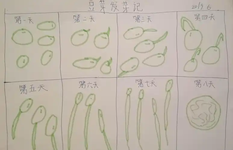 老师给我们布置了一项特殊的作业,观察植物的生长过程,我观察了绿豆