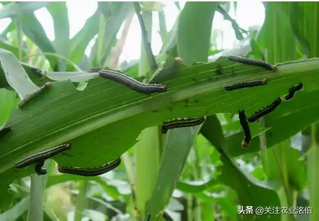 黏虫,玉米暴食性害虫—粘虫(黏虫从哪里爬出来的)