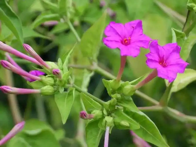 每日一花紫茉莉