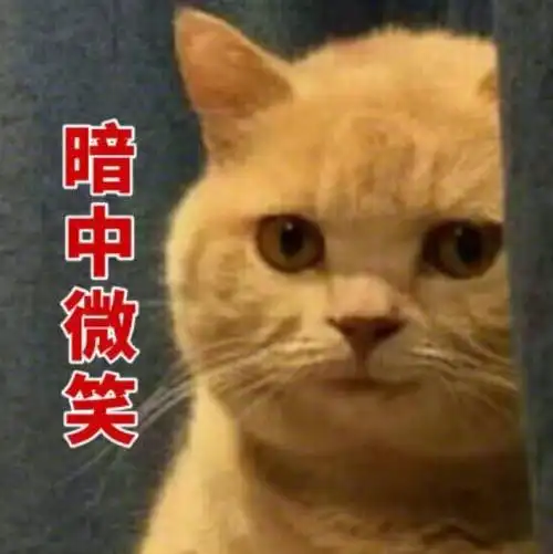 橘猫在暗中观察
