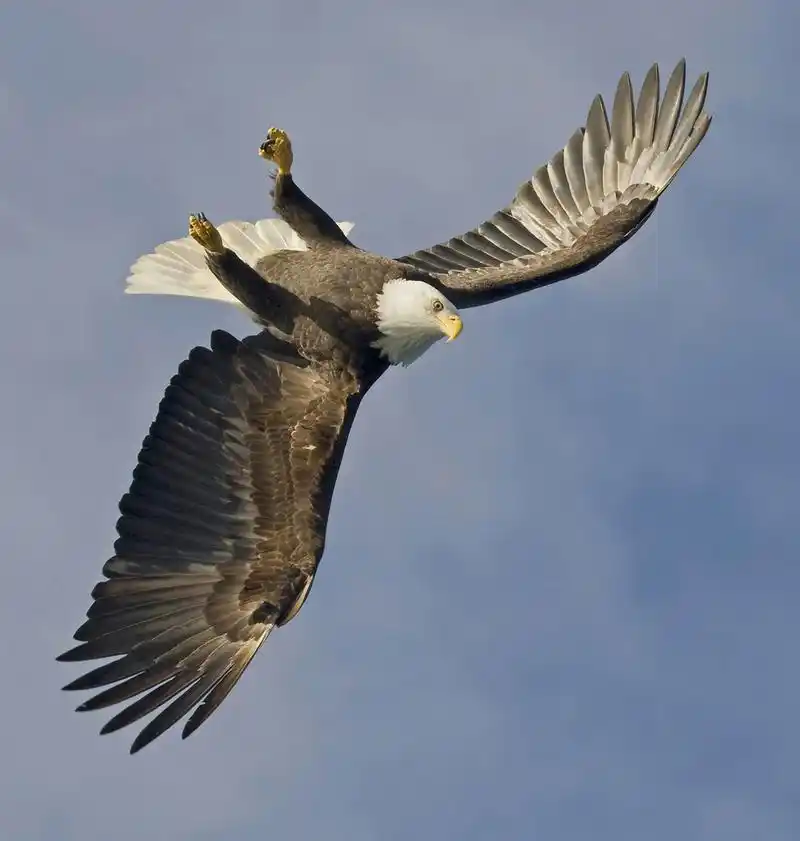 雄鹰:天空的霸主,力与美的结合  在晴朗的蓝天下,一只雄鹰展开巨大的