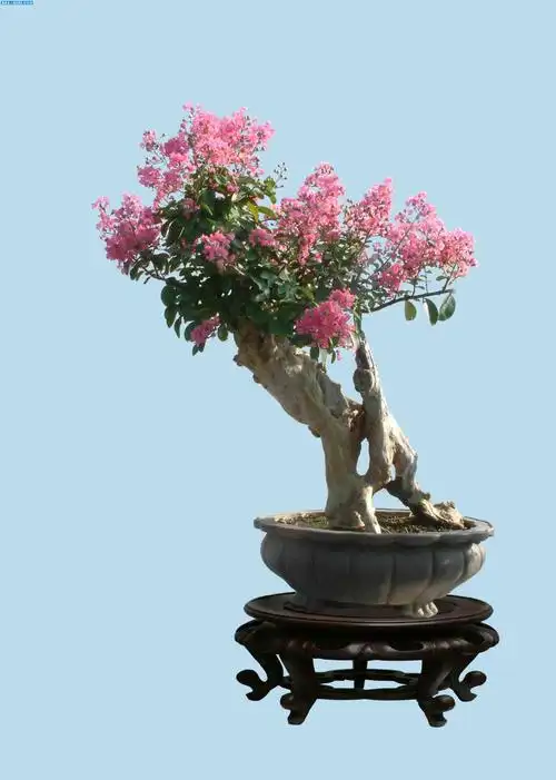 紫薇盆景欣赏