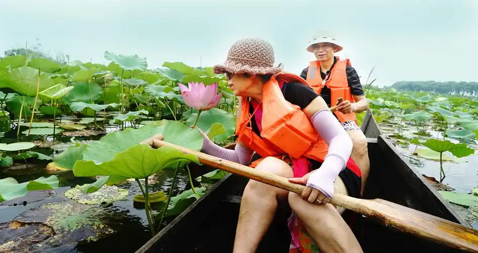在洪湖上划船,游湖,赏荷,采莲