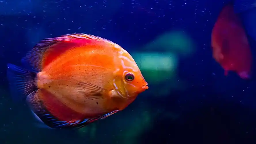 带有鱼字的小清新男生网名,和鱼有关的唯美男生名字