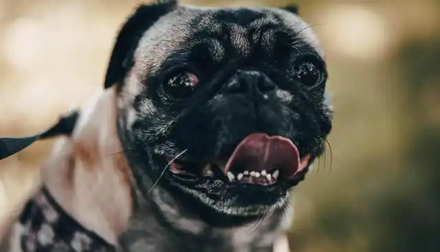 哈巴狗,又名胡巴狗,北京犬,是中国传统的犬种之一.