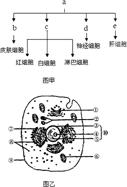 图乙为人体细胞结构示意图.