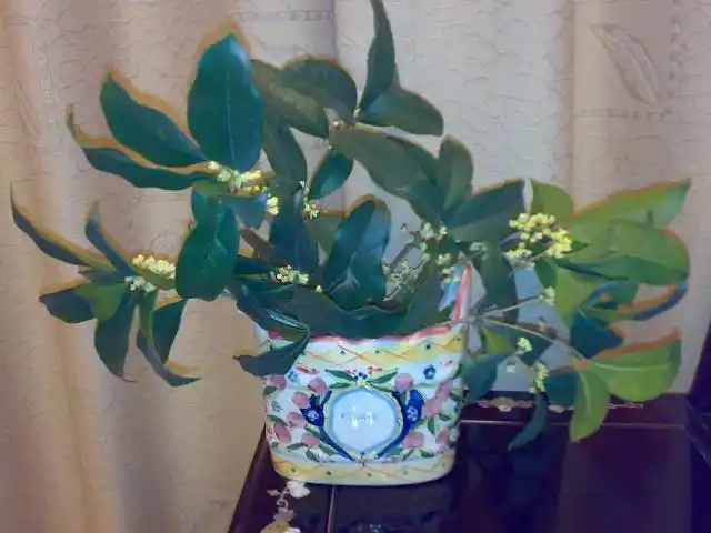 《瓶插桂花两三天》