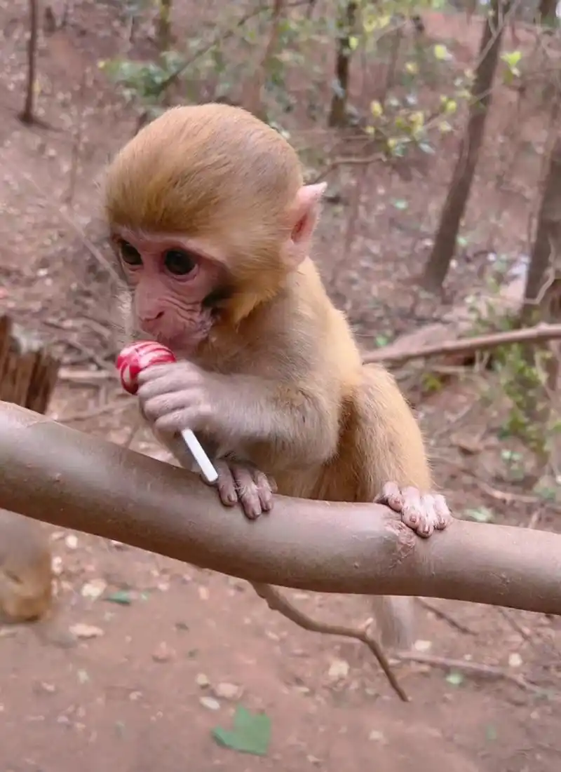 小猴子好可爱,好像人类幼崽.