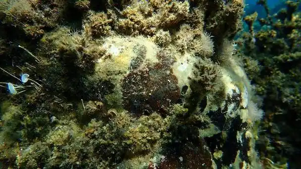 海带属于绿藻还是褐藻