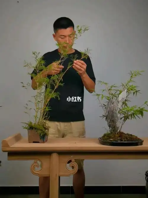 竹子盆景的修剪一
