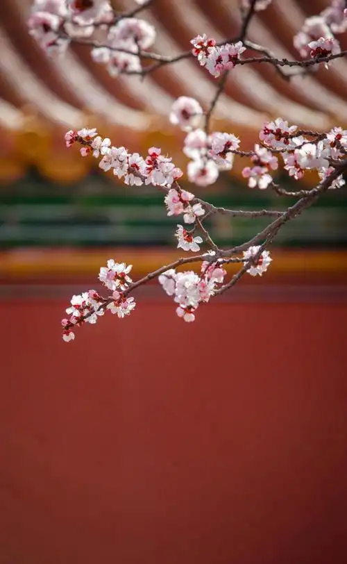 故宫春日唯美风光