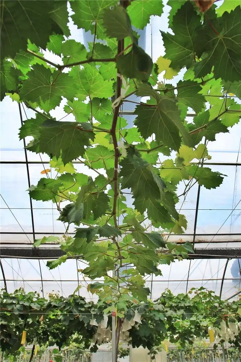 万元葡萄树究竟隐藏着什么不为人知的秘密