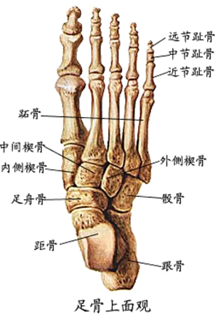 跖骨 教学认知1