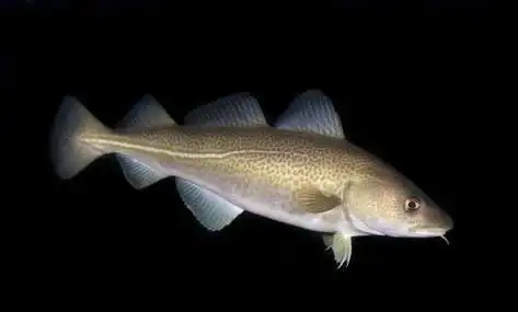 属于冷水鱼,产于北太平洋两侧,大西洋南侧.