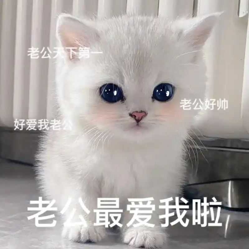 我错了下次还敢#猫咪表情包 #小奶猫 - 抖音