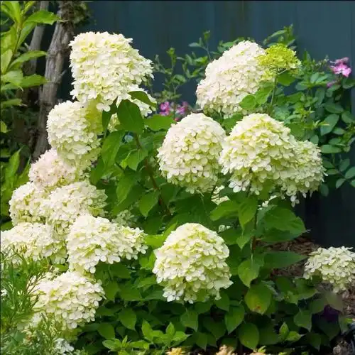 旭裳花卉圆锥绣球北极熊夏日美人香草草莓盆栽庭院时令草本花卉