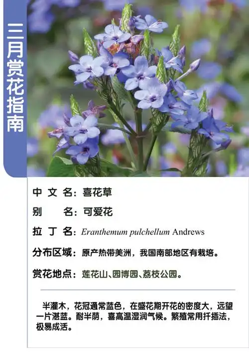 深圳仙湖里的蓝色的花,请问叫什么名字?
