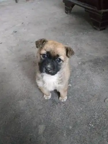 这只小土狗长大是什么样