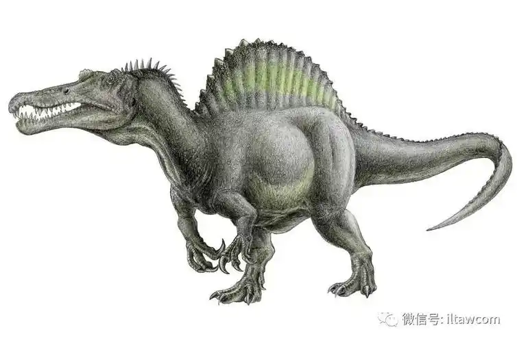 最大型的陆生肉食性恐龙之一棘龙