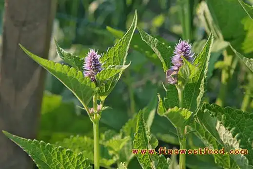 食用香草的作用与功能