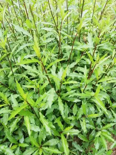 马兰野生头根新鲜现挖草种田边菊纯根泡茶中草药叶菜类