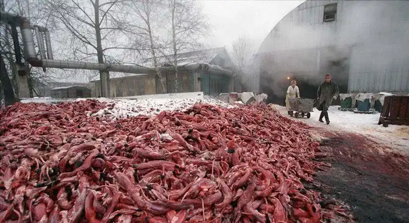 实拍:俄罗斯皮草加工厂残忍内幕,活剥貂皮后尸体随处扔!