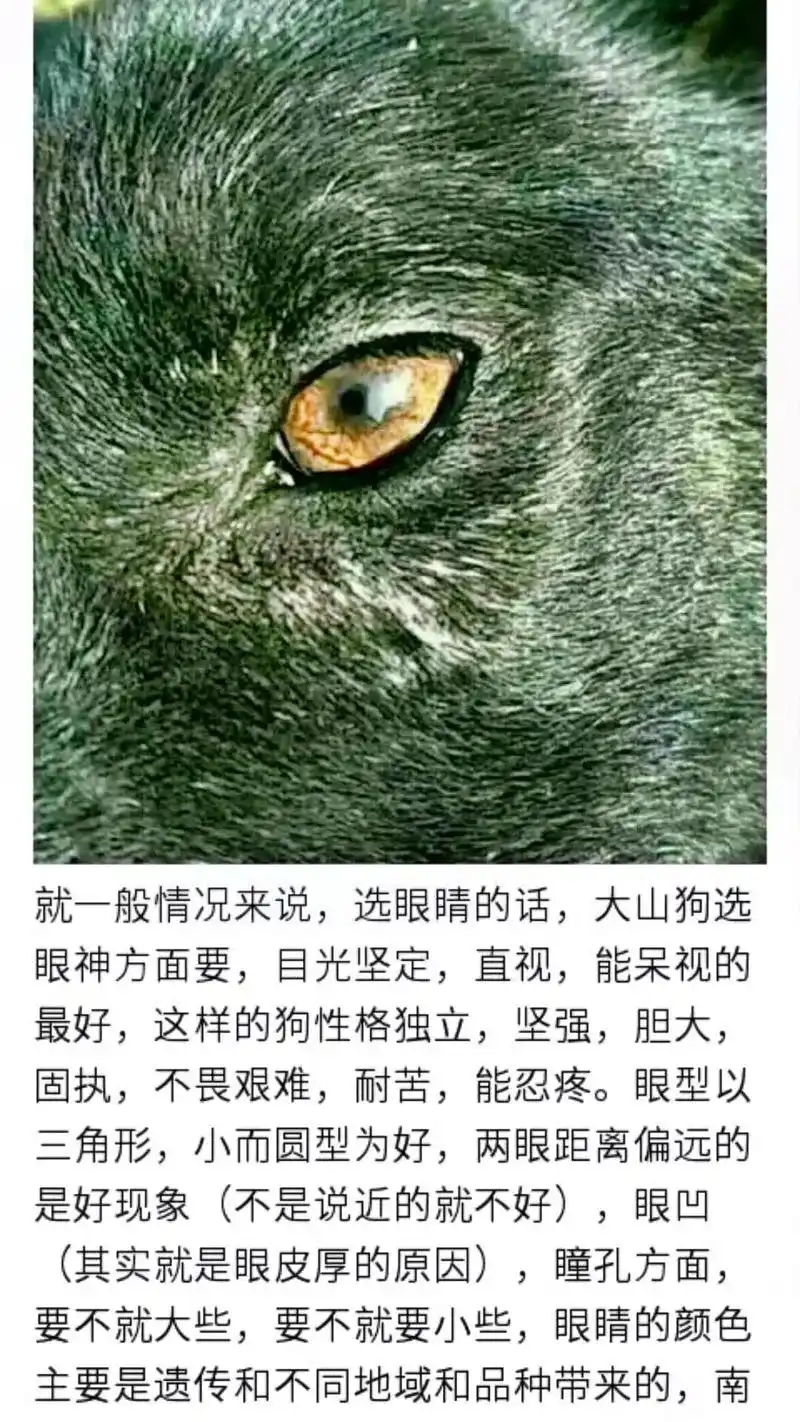 眼神好的狗性格好,眼水清的狗聪明.眼睛这方面就有很多种说法, - 抖音