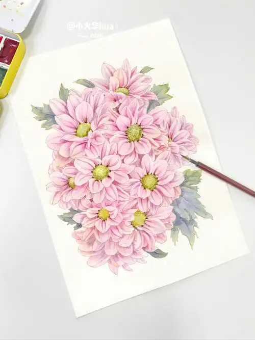 水彩花卉粉色小菊