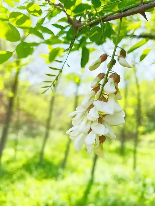 树树槐花沁韵翔芬芳四溢满城香