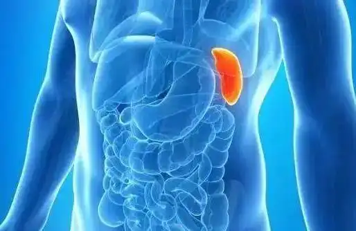 脾功能亢进的原因有哪些?_问答大全_美文阅读网