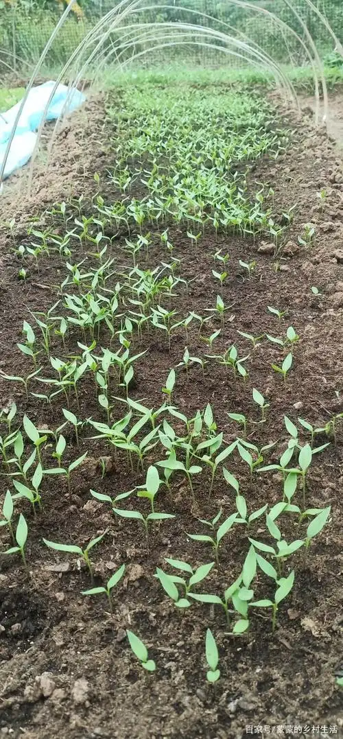 这辣椒苗长得不错