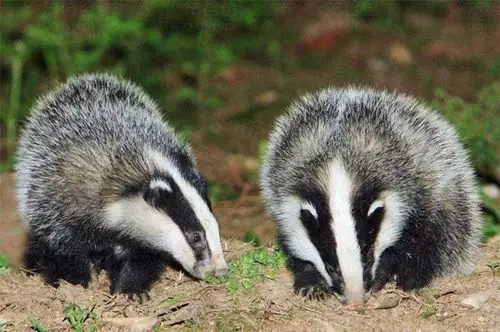 禁食野生动物,从你我做起