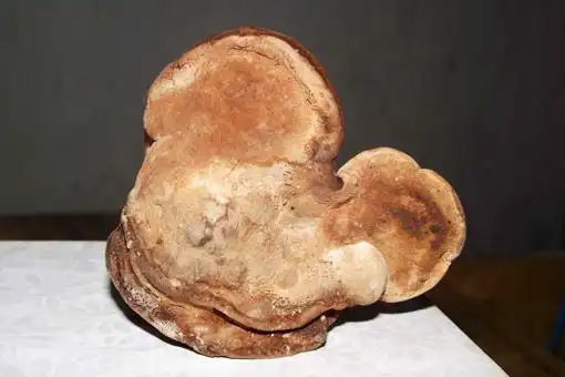 棺材菌的功效与作用棺材菌能治哪些病