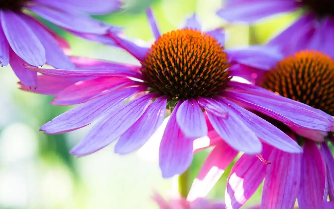 唯美植物紫锥花图片高清电脑桌面壁纸(一)
