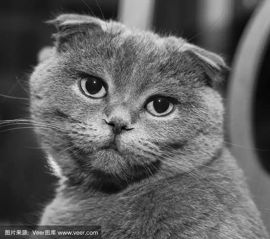 苏格兰折耳猫,哺乳纲,野生猫科动物,宠物,灰色