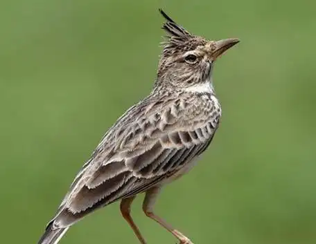 百灵鸟的样子图片和特点