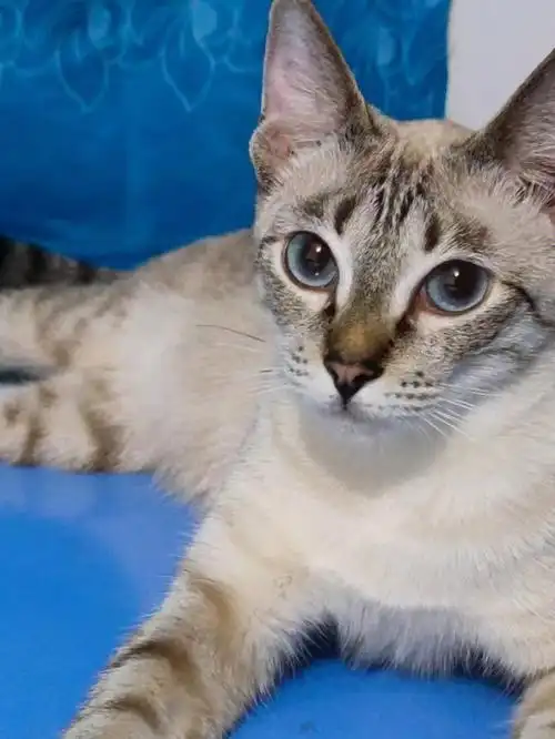 串串,现在我来统一回答一下,虎斑暹罗不是串,虎斑暹罗是暹罗猫的种类