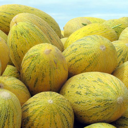 【空运】正宗新疆特产伽师瓜 八六王哈密瓜 新鲜当季水果 喀什甜瓜 现