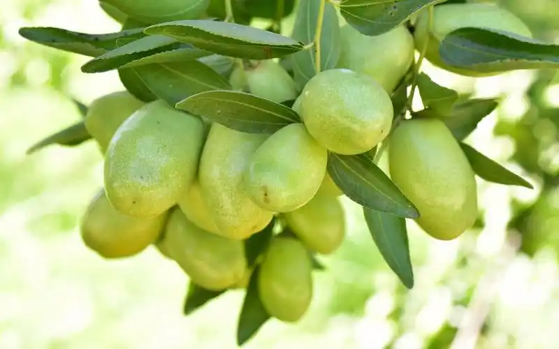 荷荷巴的一生|现代农业种植和收获霍霍巴油