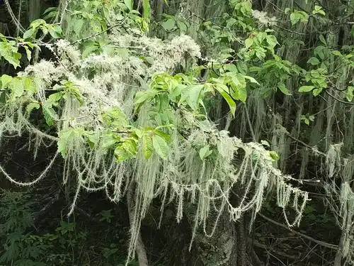 龙须草一止咳润肺