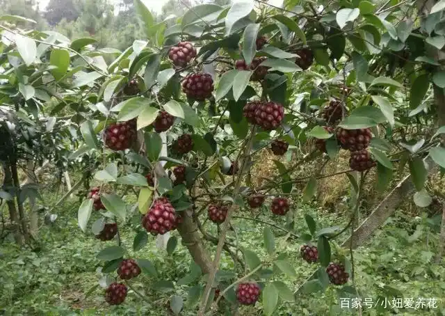 家中有院子的,就安排上"黑老虎"果树,耐寒耐旱,营养又美味