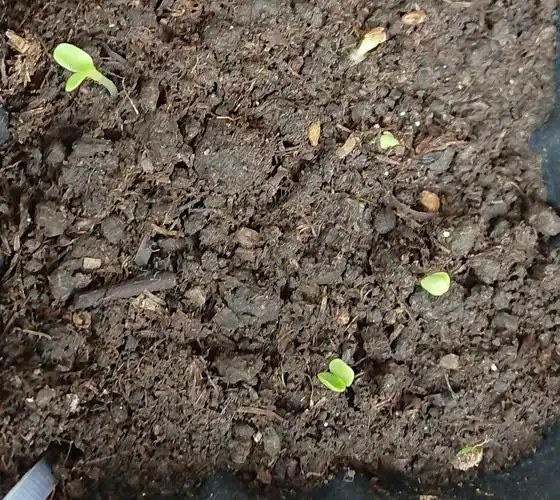 【花痴记4】新发了一种-20190425【d5】