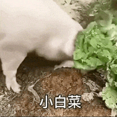 快跑猪来了qq表情包聊天图片表情