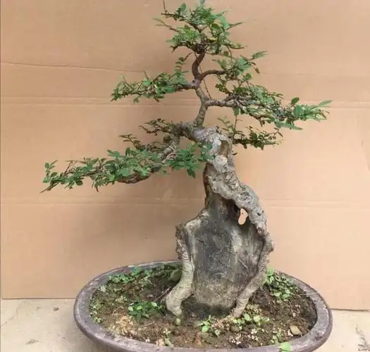 榆树盆景图片(榆树盆景图片大全大图)