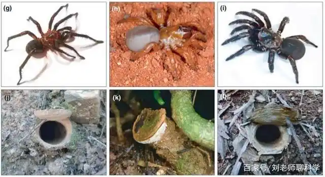 澳大利亚发现蜘蛛新品种:关于蜘蛛,你了解多少