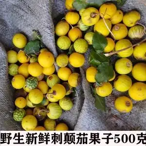 野生刺天茄 新鲜牛茄子 牙疼果 野茄果 天泡果 大颠茄 黄果