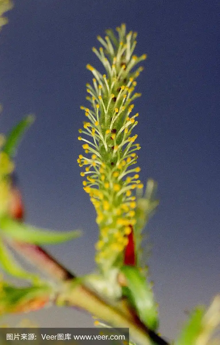 柳树花的微距照片.拍摄电影