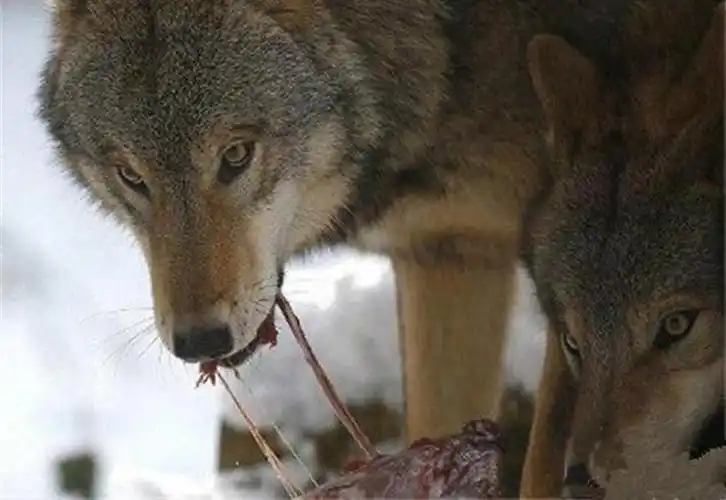 当男子被狼群包围时,接下来的举动,让人诧异不已